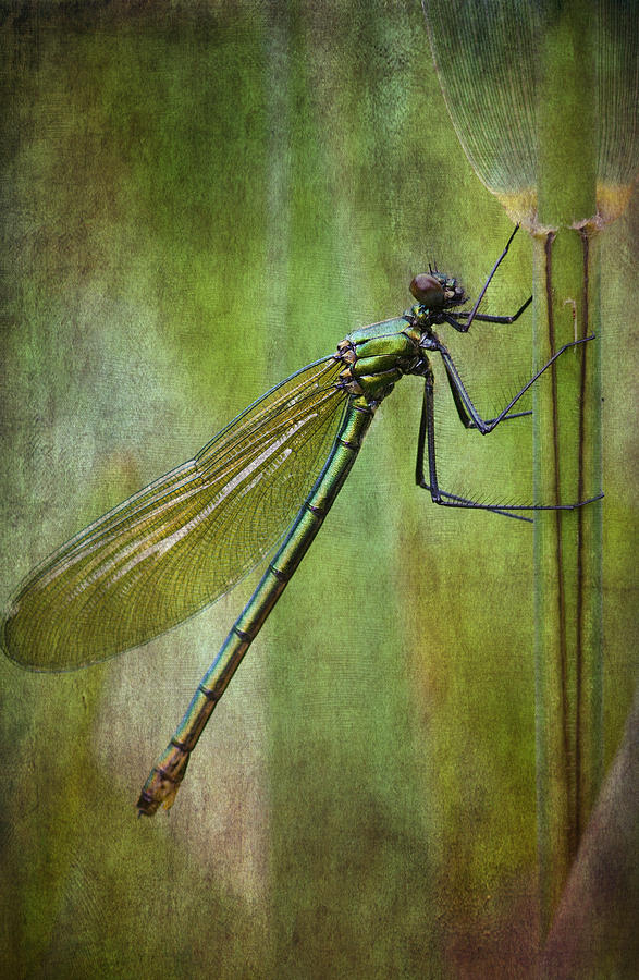Female Banded demoiselle vintage look Photograph by Chris Smith