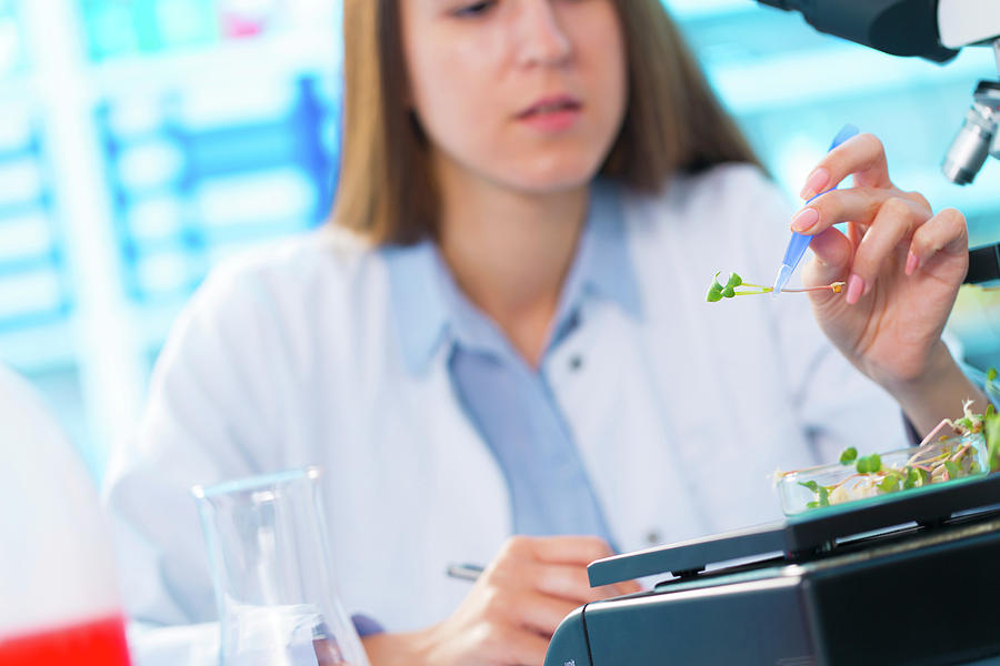 Female Biologist Holding Seedling In Lab Photograph by Wladimir Bulgar/science Photo Library