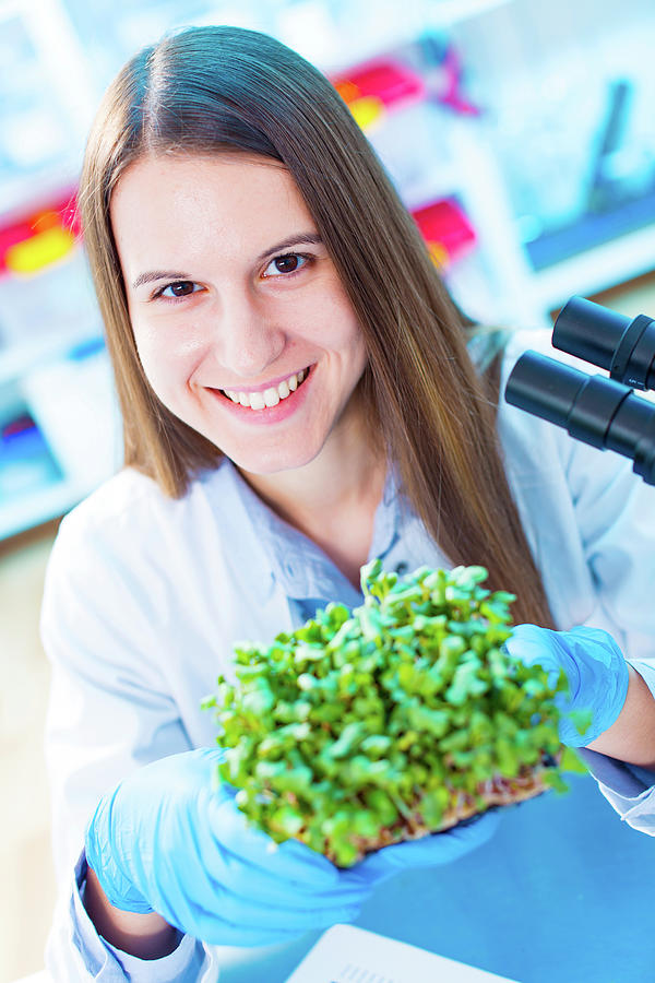Female Biologist Holding Seedlings Photograph by Wladimir Bulgar/science Photo Library