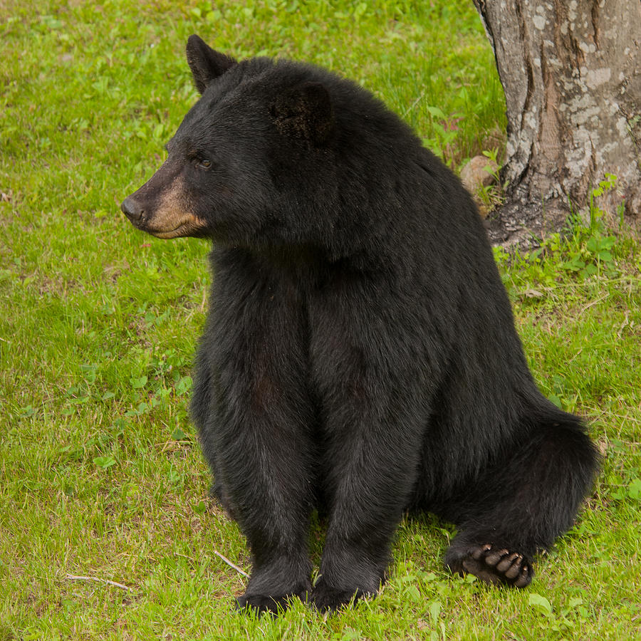 Female Black Bear Photograph by Brenda Jacobs