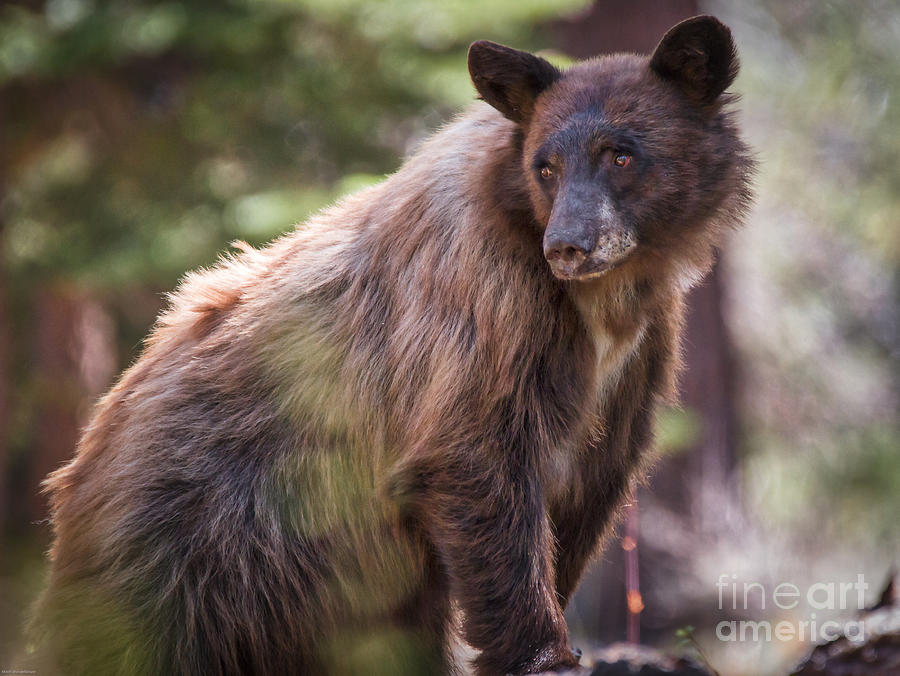 Female Black Bear Photograph by Mitch Shindelbower