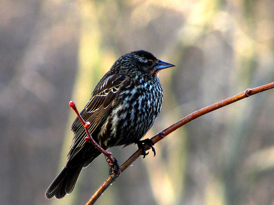 Female Blackbird Photograph by Kimberly Mackowski