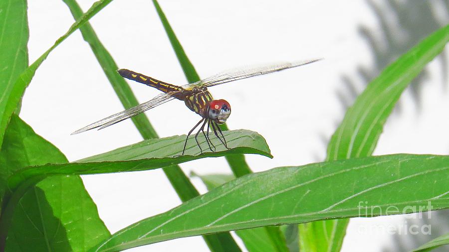 Female Blue Dasher Dragonfly Photograph by Scott Cameron