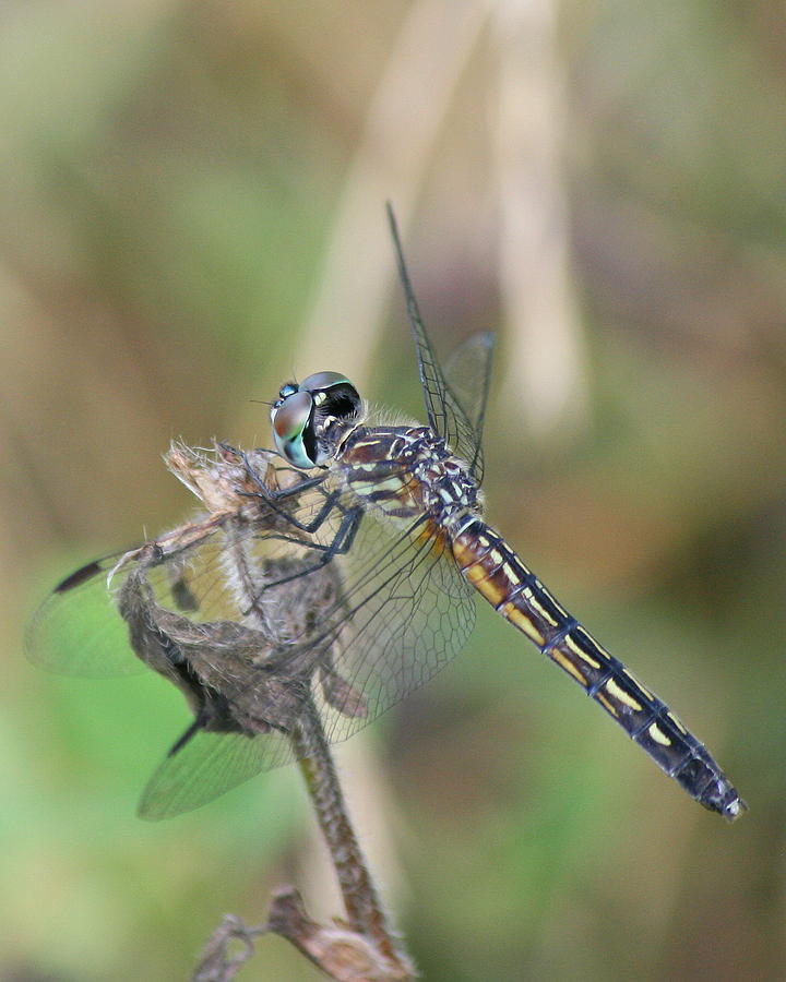 Female Blue Dasher in July  Photograph by Neal Eslinger
