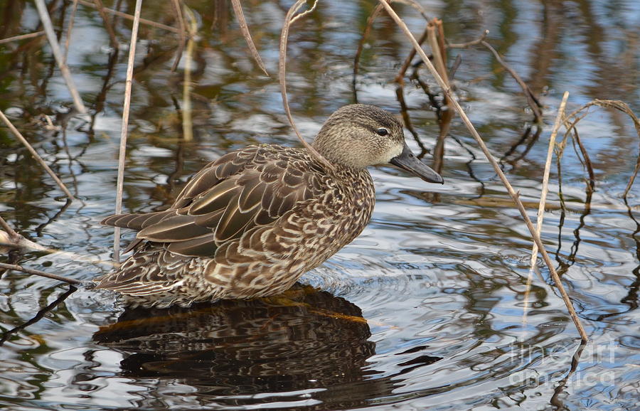 Female Blue Winged Teal Photograph by Kathy Gibbons - Pixels