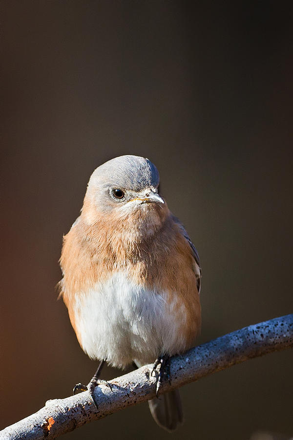 Female Bluebird Photograph by Bill Wakeley - Pixels