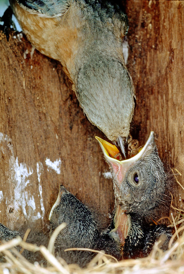 Female Bluebird Feeding Chicks Photograph by Millard H. Sharp