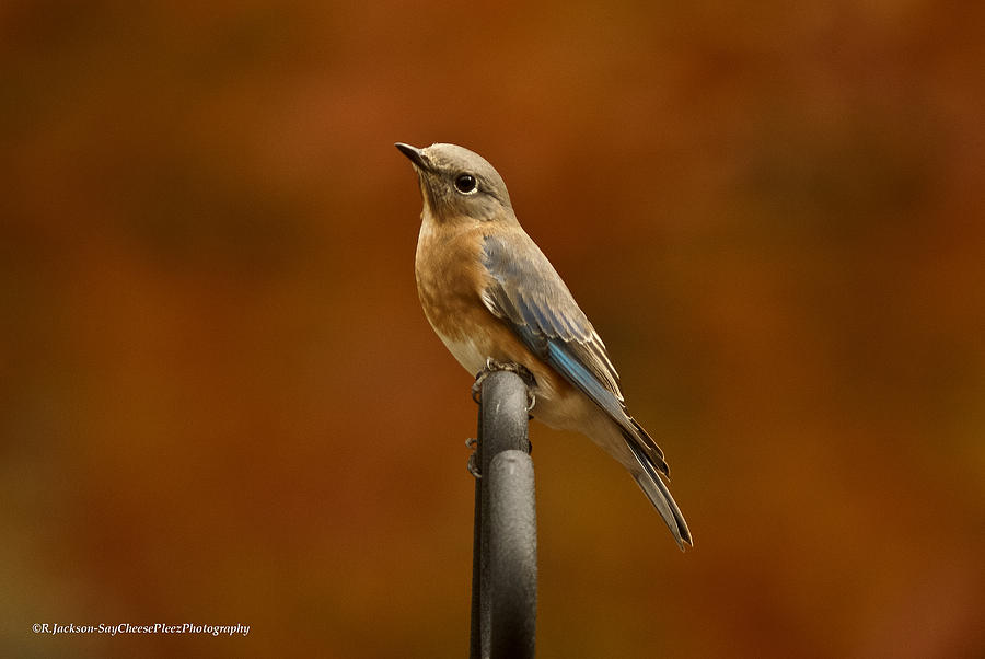 Female Bluebird Photograph by Robert L Jackson