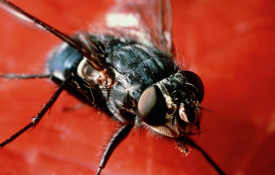 Female Bluebottle Fly On Beefsteak Photograph By Dr Jeremy Burgess