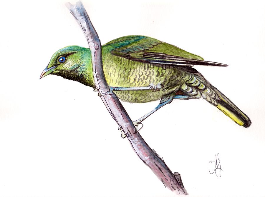 Female Bower Bird  Painting by Anne Gardner
