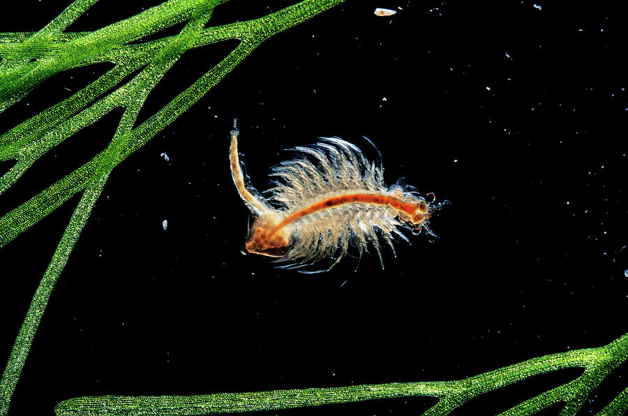 female brine shrimp