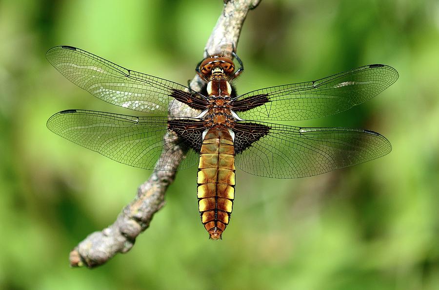 Summer Photograph - Female Broad-bodied Chaser by Colin Varndell