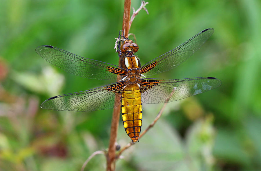 female Broad-bodied Chaser Photograph by John Keates