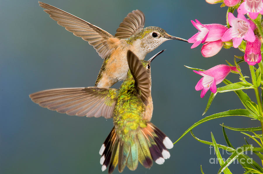 Hummingbird Photograph - Female Broad-tailed Hummingbird by Anthony Mercieca