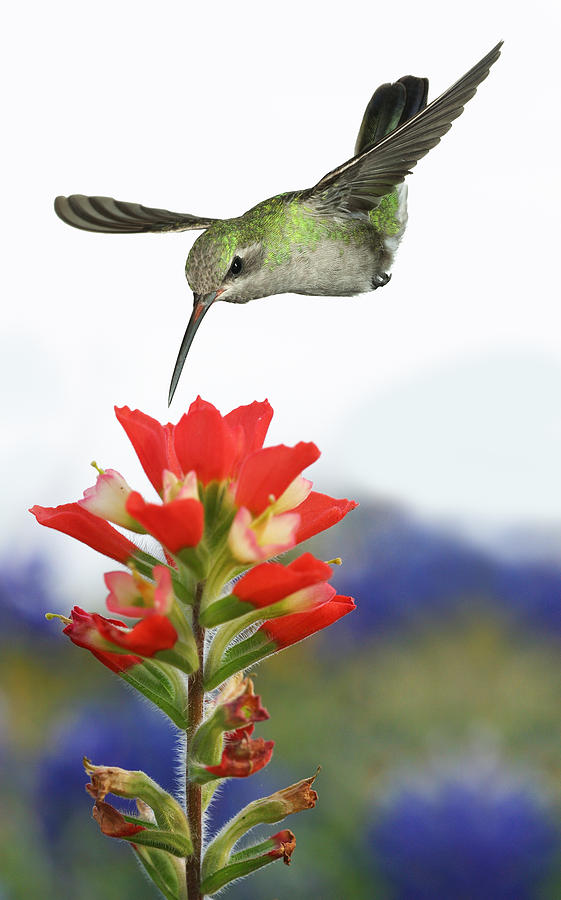 Female Broadbill and Indian Paintbrush Photograph by Gregory Scott