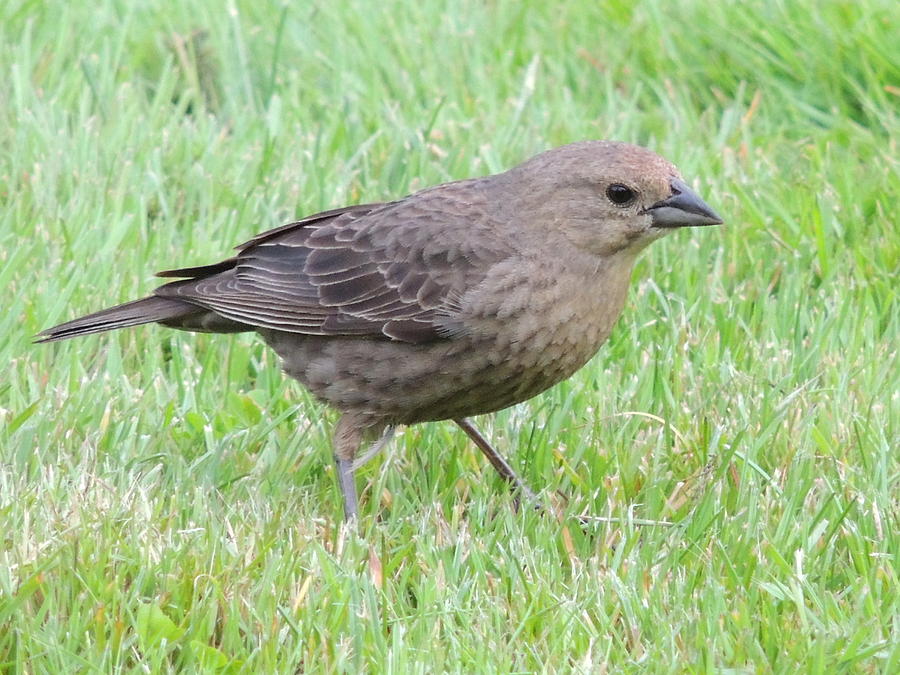 Female Brown-headed Cowbird Photograph By Lucy Howard