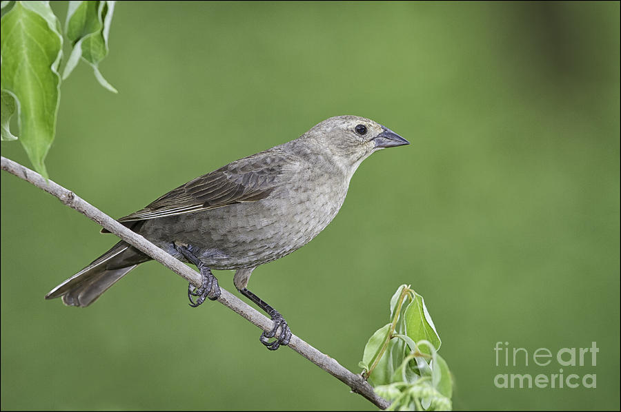 Female Brown-headed Cowbird by Michael Greiner Female Brown-headed Cowbird by Michael Greiner