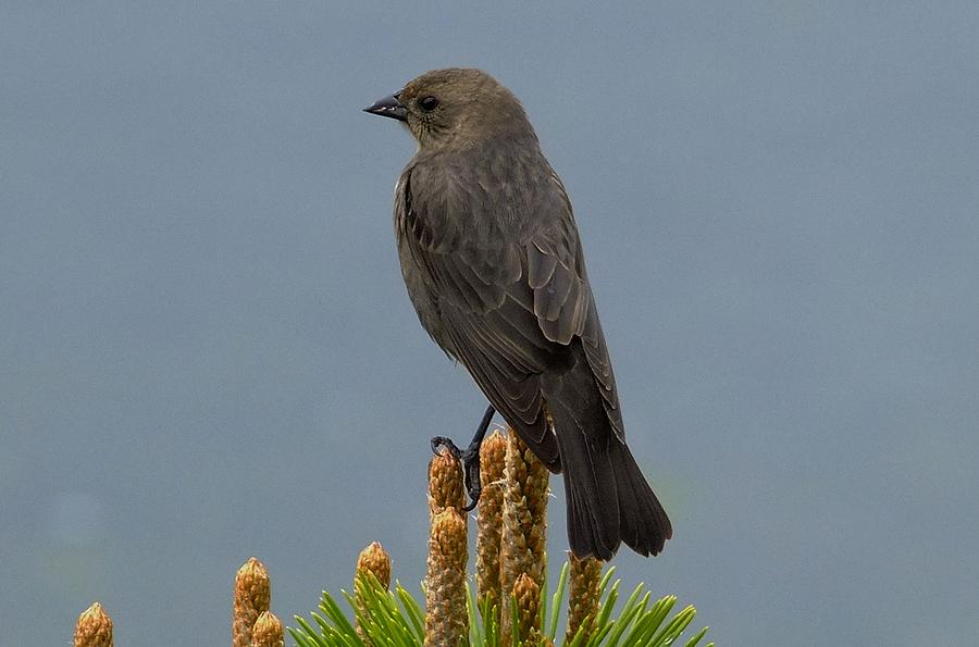 Female Brown-headed Cowbird Photograph by Will LaVigne