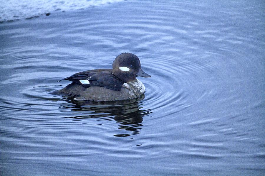 Female Bufflehead Duck Photograph by Constantine Gregory