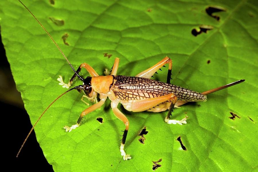 Female Bush Cricket Photograph by Dr Morley Read/science Photo Library
