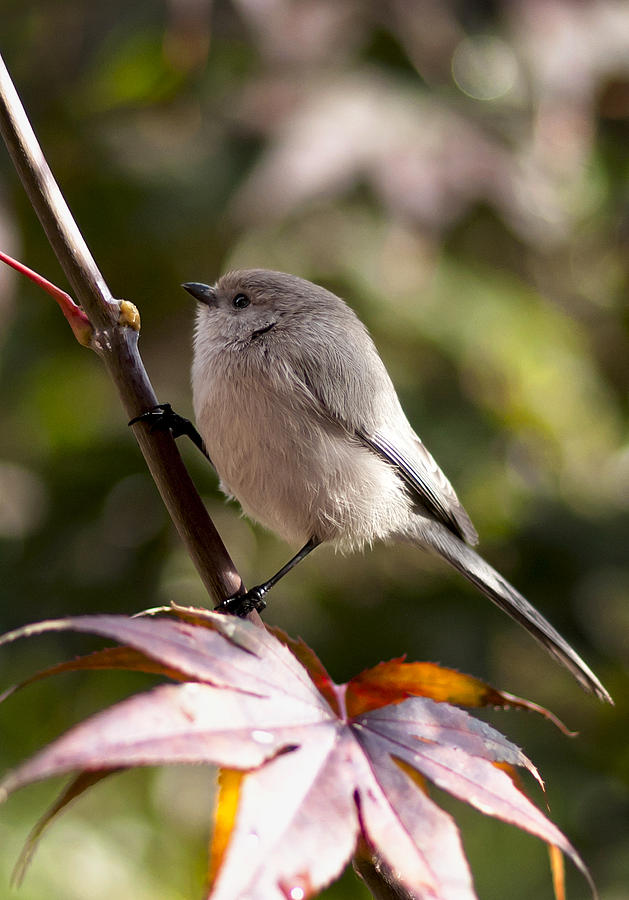 Female Bushtit Photograph by Betty Depee