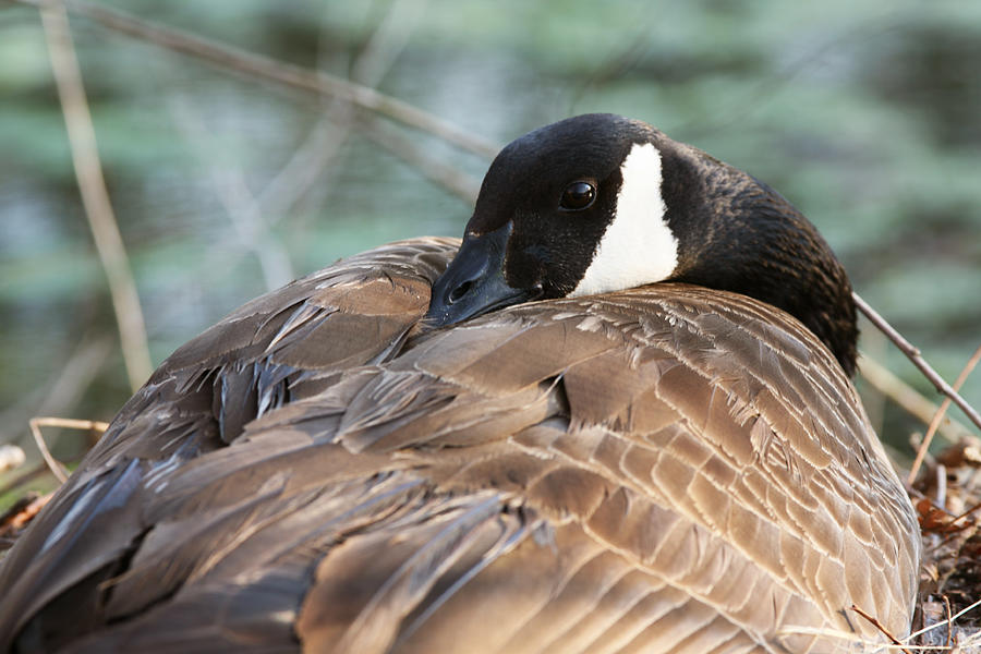 Female Canadian Goose Nesting Photograph by John Magyar Photography