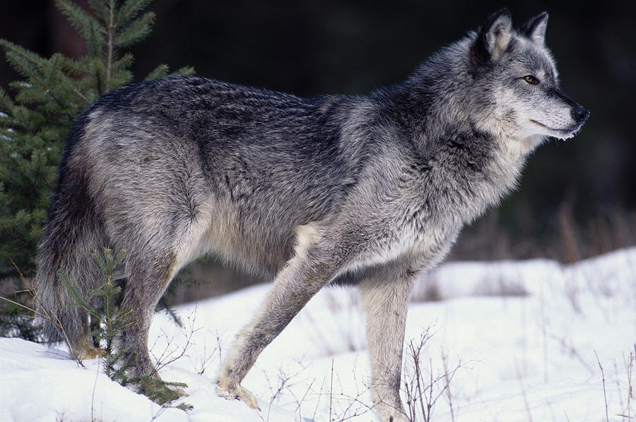 Female Captive Gray Wolf Winter Portrait Photograph by Cliff Reidinger