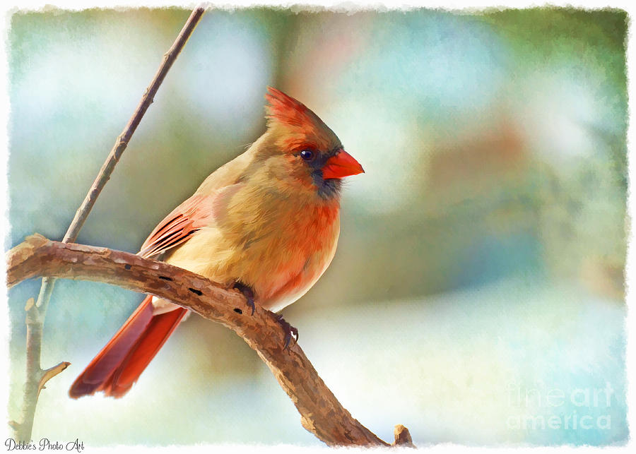 Female Cardinal - Digital Paint III Photograph by Debbie Portwood