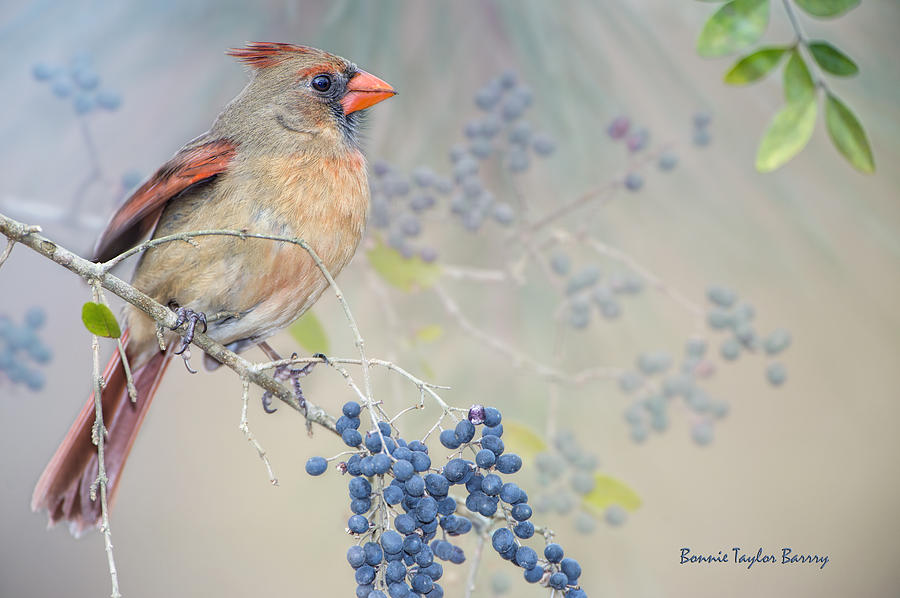Cardinal Photograph - Female Cardinal and Wild Berries by Bonnie Barry