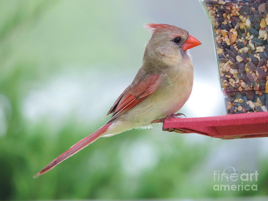 Female Cardinal at the Feeder 01 Photograph by Robert ONeil