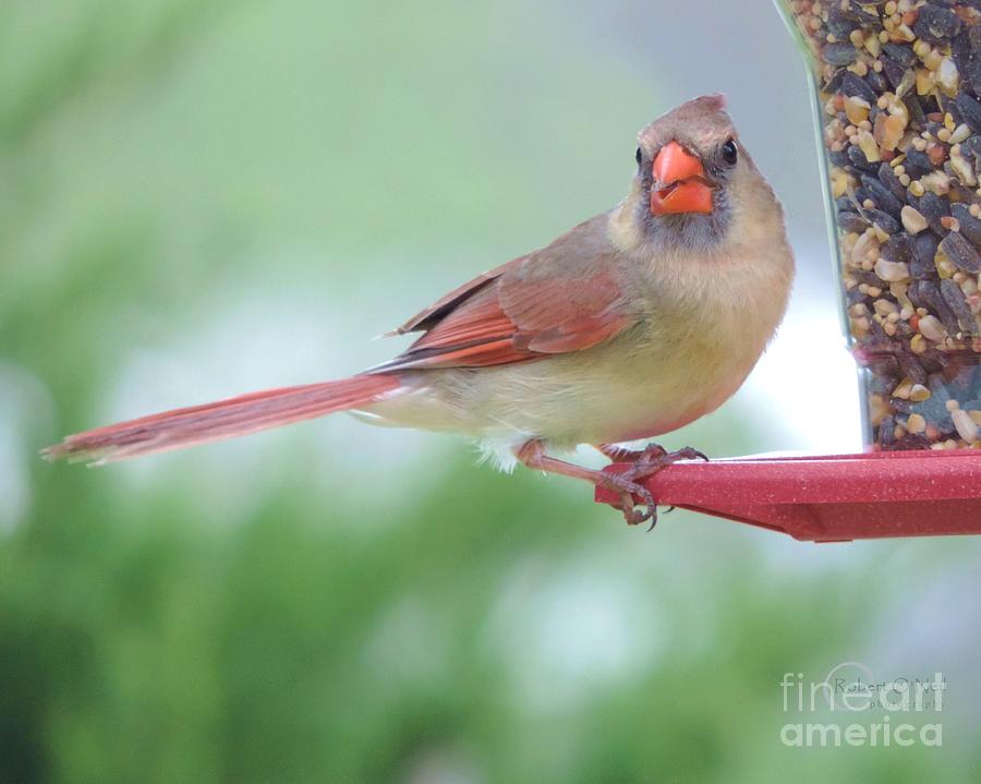 Female Cardinal at the Feeder 02 Photograph by Robert ONeil