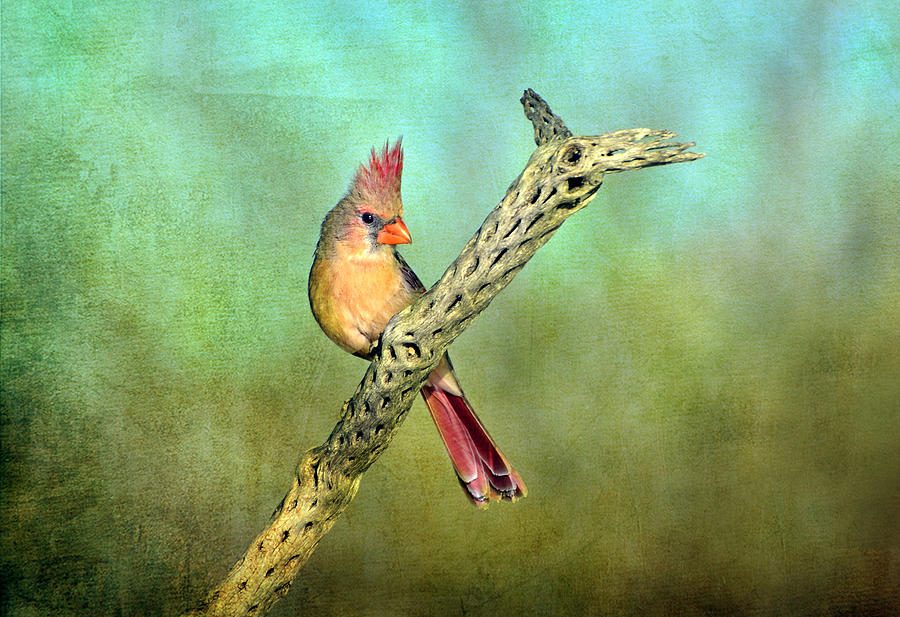 Bird Photograph - Female Cardinal by Barbara Manis