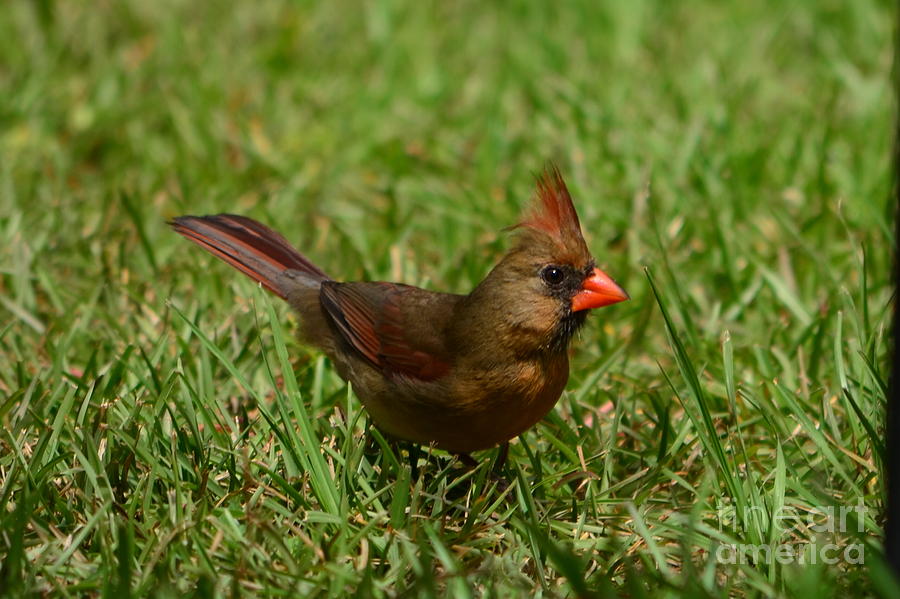 Female Cardinal Photograph by Bob Sample