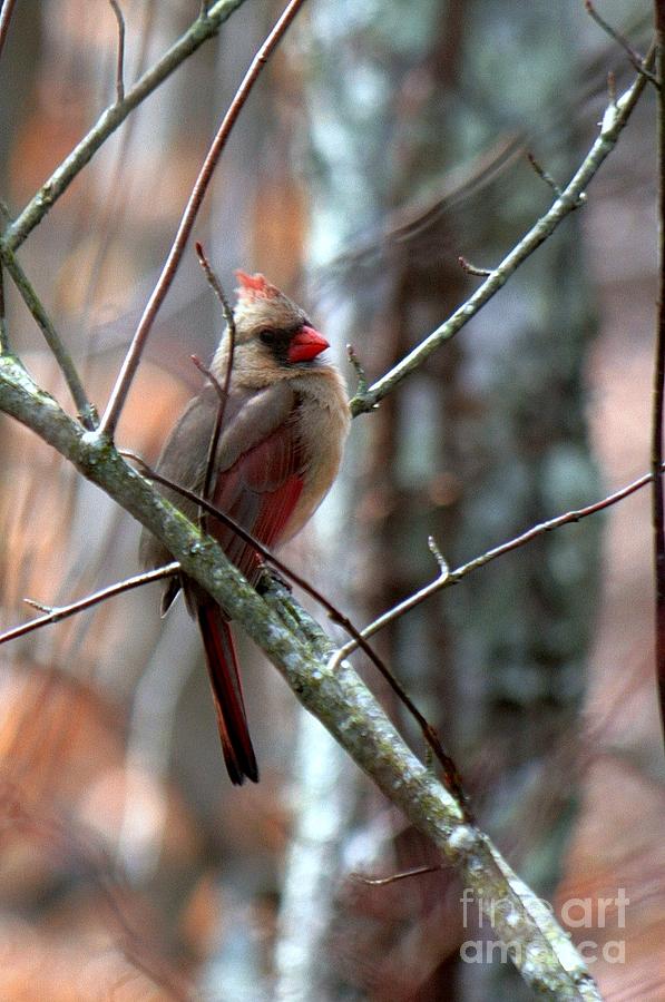 Cardinal Photograph - Female Cardinal by Bren Thompson