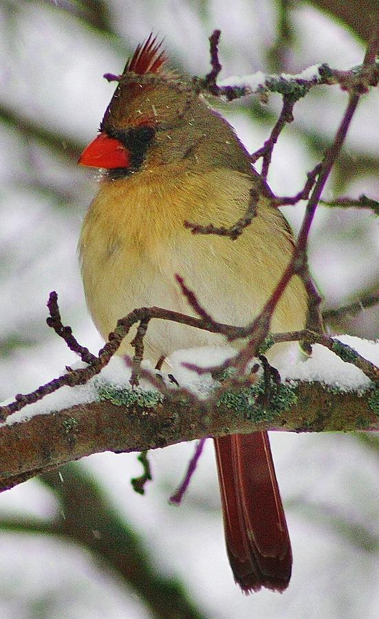 Nature Photograph - Female Cardinal by Bruce Bley