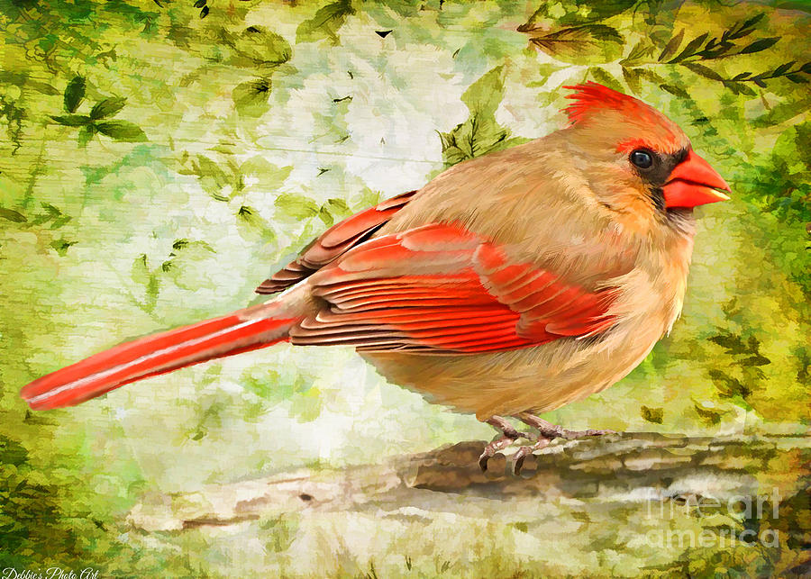 Female Cardinal - Digital Paint Photograph by Debbie Portwood
