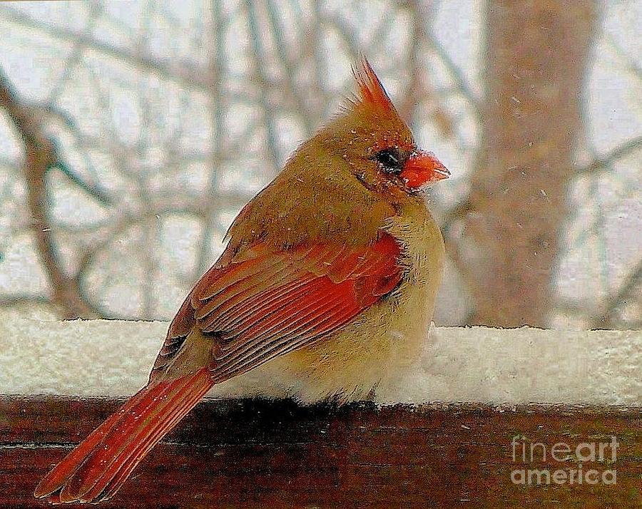 Female Cardinal Caught in Snowstorm Photograph by Janette Boyd