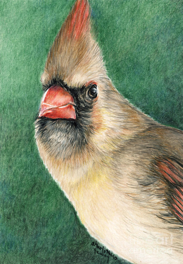 Female Cardinal Drawing by Charlotte Yealey