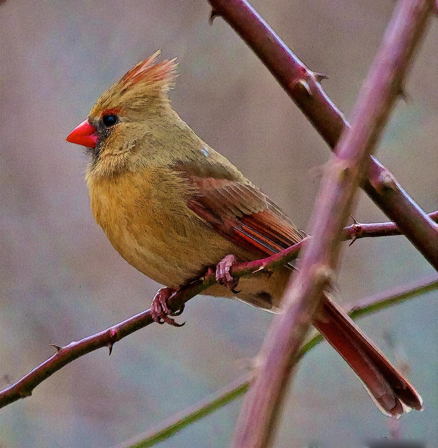 Female Cardinal  Photograph by Constantine Gregory
