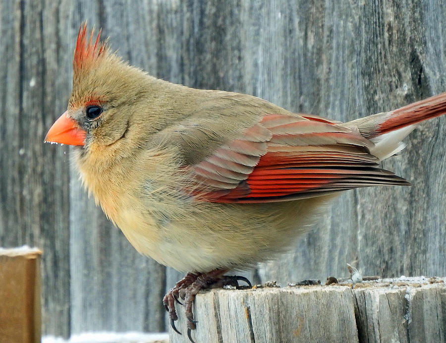 Female Cardinal Photograph by David G Paul