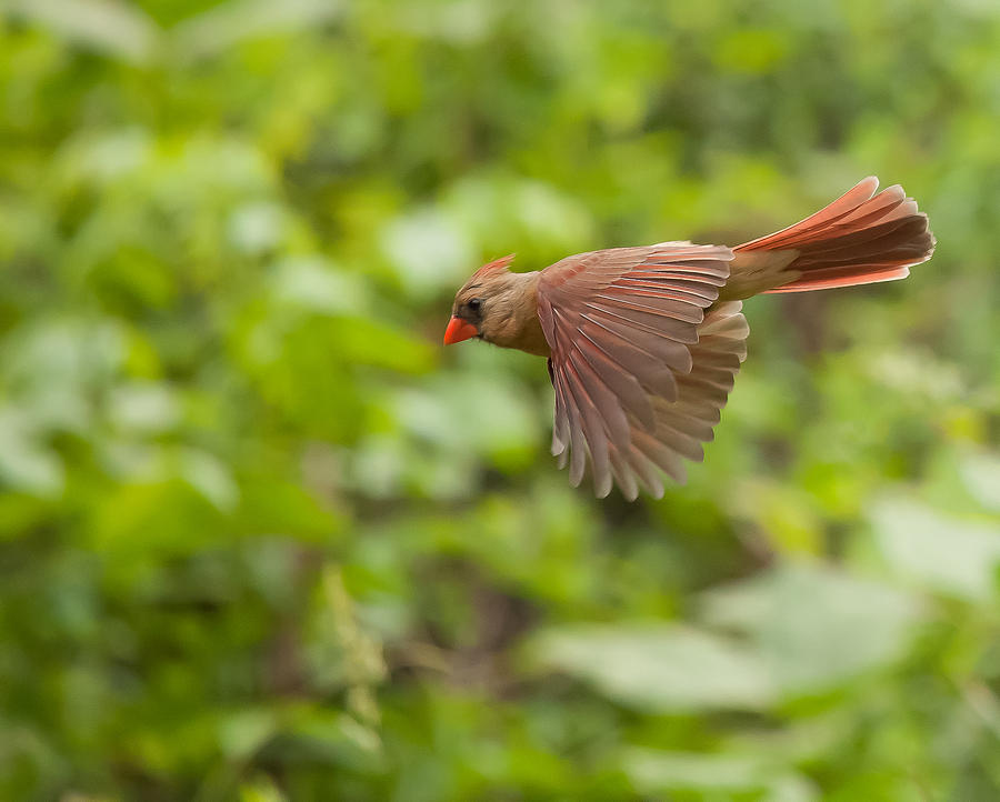 Female Cardinal Photograph by Doug McPherson