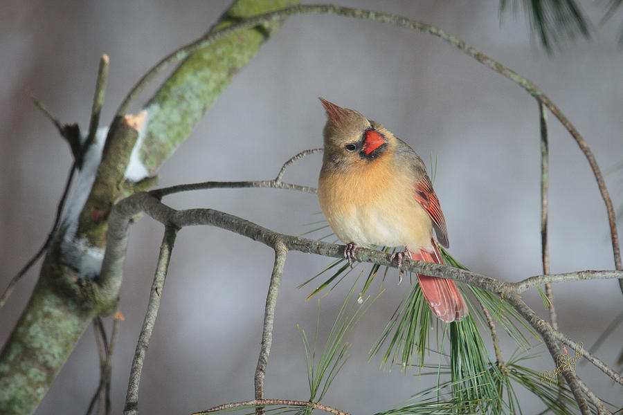 Cardinal Photograph - Female Cardinal by Everet Regal