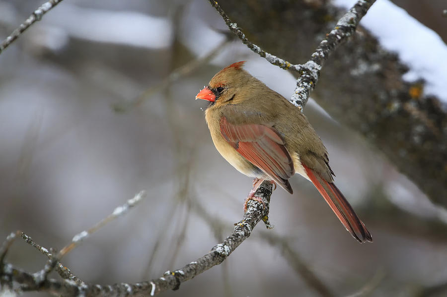 Female Cardinal Photograph by Gary Hall