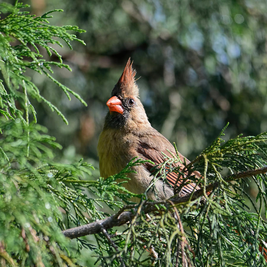 Female Cardinal in a Pine Tree - 06.10.2014 Photograph by Jai Johnson