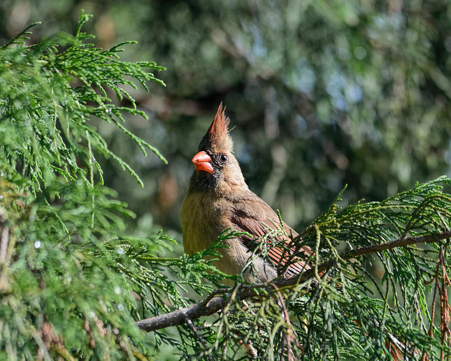 Female Cardinal in a Pine Tree 1 Photograph by Jai Johnson