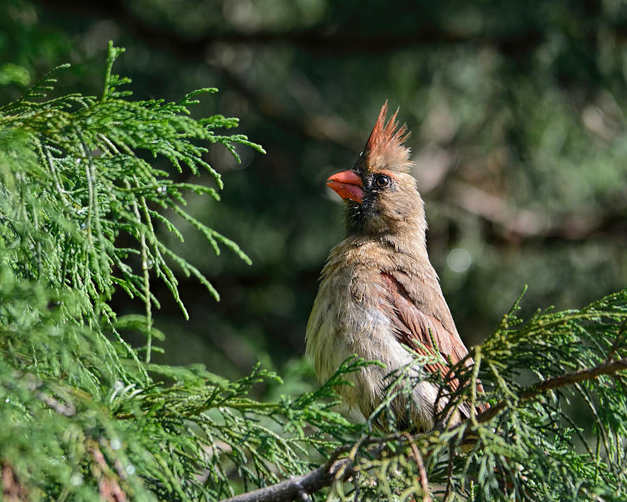 Female Cardinal in a Pine Tree 2 Photograph by Jai Johnson