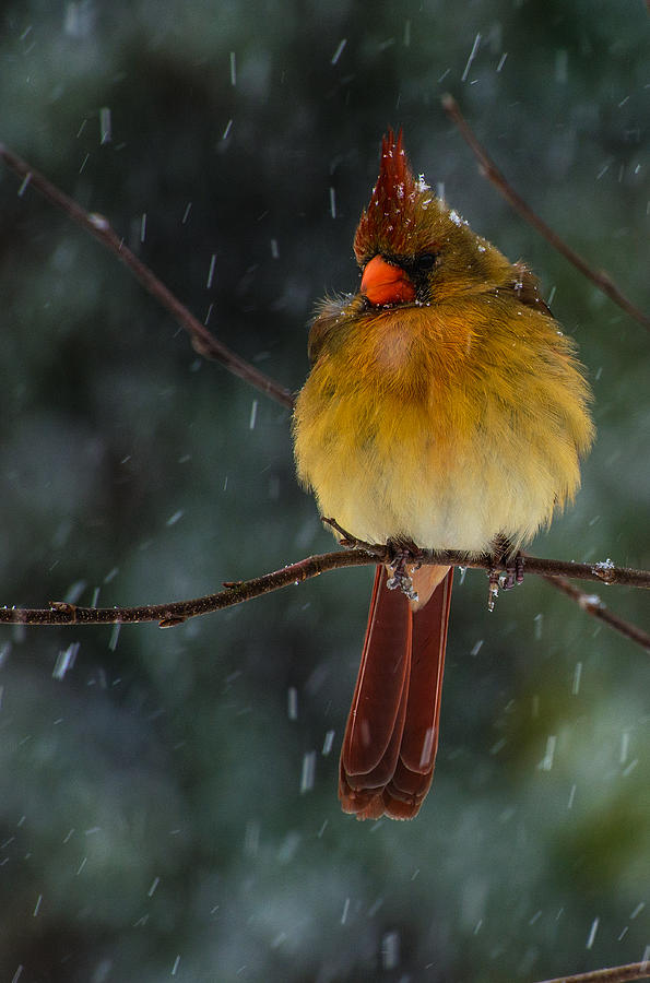 Female Cardinal In A Storm  Photograph by John Harding