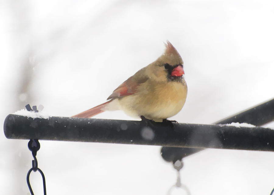 Female Cardinal in Snow Photograph by Donna Doherty