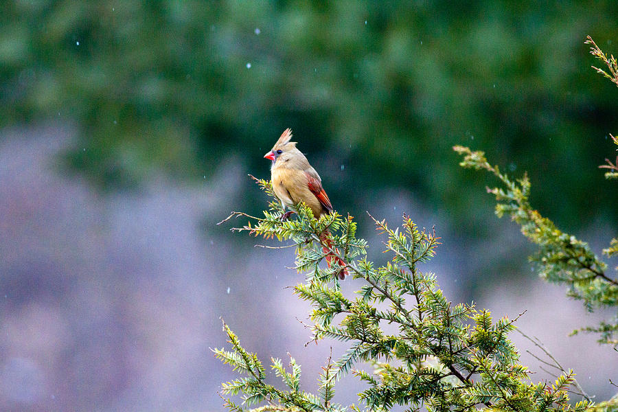 Female Cardinal in Snow Photograph by Eleanor Abramson