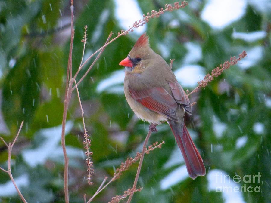 Female Cardinal in Snow Photograph by Jean Wright